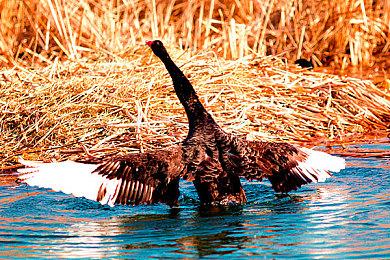 能让你泪目的游戏，《Neva》将于10月16日登陆PC及主机平台